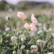 poppy-summer-flowers
